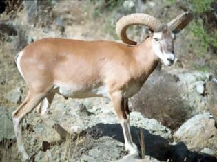 Φωτογραφία για Διαψεύδουν για άρρωστα αγρινά στην Πάφο