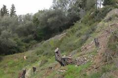 Πήγε για ελιές και 