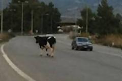 Νεκρός 27χρονος από σύγκρουση ΙΧ με ζώο!