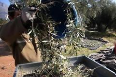 Αρπάζουν σακιά με ελιές στην Αχαΐα