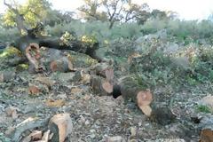 Δυτική Ελλάδα: Ολόκληρα... δάση καταλήγουν στα τζάκια των πόλεων