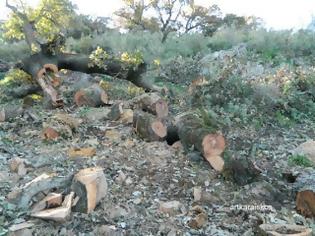 Φωτογραφία για Δυτική Ελλάδα: Ολόκληρα... δάση καταλήγουν στα τζάκια των πόλεων