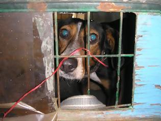 Φωτογραφία για Διαμαρτυρία αναγνώστη για φυλακισμένο κυνηγόσκυλο σε τρέιλερ