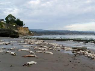 Φωτογραφία για Χιλιάδες νεκρά γιγάντια καλαμάρια ξεβράστηκαν στις ακτές της Καλιφόρνια