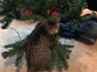 Φωτογραφία για Πώς «στολίζει» ο γάτος Oscar το χριστουγεννιάτικο δέντρο; [video]