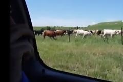 Ο... σύγχρονος γελαδάρης! [Video]