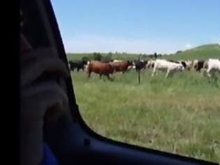 Φωτογραφία για Ο... σύγχρονος γελαδάρης! [Video]