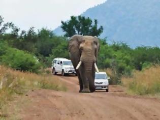 Φωτογραφία για Ξαφνικά οι δρόμοι της βόρειας Ινδίας γέμισαν ελέφαντες