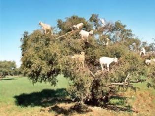 Φωτογραφία για Κατσίκες πάνω σε δέντρα!