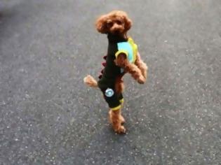 Φωτογραφία για Το σκυλί που τρέχει… σαν άνθρωπος! [Video]