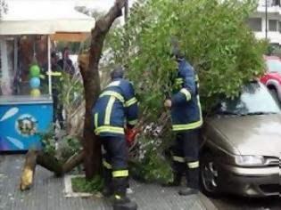 Φωτογραφία για ΒΟΛΟΣ: Βρήκαν τα αυτοκίνητά τους... πλακωμένα από δέντρα!