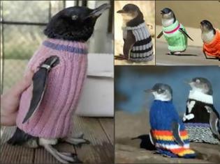 Φωτογραφία για Μωρά -πιγκουίνοι... ντυμένα με πουλόβερ!