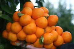 Κλαδί 30 εκατοστών μανταρινιάς στο Ράγιο Ηγ/τσας είχε 110 μανταρίνια!