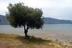 Καταγγελία ΣΥΡΙΖΑ: Καρπώθηκαν 300 τόνους ελιές στις Νηές!
