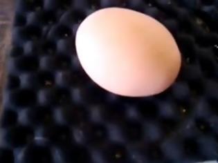 Φωτογραφία για Δείτε τι βγήκε μέσα από το αυγό!