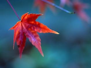 Φωτογραφία για Γιατί κοκκινίζουν τα φύλλα το φθινόπωρο;