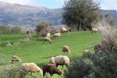 Αχαϊα: ''Έδεσαν χειροπόδαρα τον γιο μου, για να κλέψουν τα πρόβατα''!