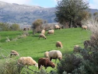 Φωτογραφία για Αχαϊα: ''Έδεσαν χειροπόδαρα τον γιο μου, για να κλέψουν τα πρόβατα''!