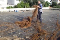 Στη ταράτσα του Νηπιαγωγείου Αστακού φύτρωσε μια συκιά με τις μεγαλύτερες ρίζες στο κόσμο!
