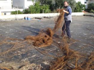 Φωτογραφία για Στη ταράτσα του Νηπιαγωγείου Αστακού φύτρωσε μια συκιά με τις μεγαλύτερες ρίζες στο κόσμο!