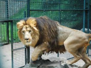 Φωτογραφία για Εντοπίστηκαν γενετικά σπάνια λιοντάρια