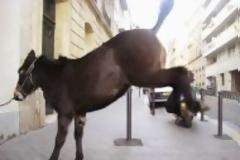 Θέλει να σκοτώσει ζώα με βαριοπούλα σε έκθεση! Πιάστε τον!
