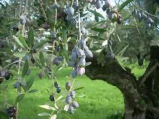 Φωτογραφία για Ηλεία: Αλλού κλέβουν ελιές, αλλού ελαιόδεντρα και αλλού καταπατούν και δημιουργούν νέα λιοστάσια