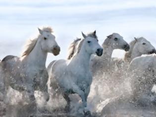 Φωτογραφία για Λευκά άλογα στις όχθες της θάλασσας