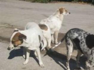 Φωτογραφία για Αδέσποτα σκυλιά επιτίθενται μανιασμένα σε περαστικούς στη Βέροια