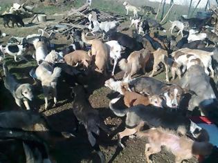 Φωτογραφία για Χωρίς τροφή εδώ και μέρες τα σκυλιά στο Δημοτικό Καταφύγιο Ζώων Κοζάνης