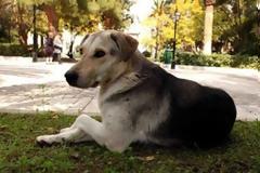 Αδέσποτος σκύλος βοήθησε στην εξάρθρωση κυκλώματος ναρκωτικών