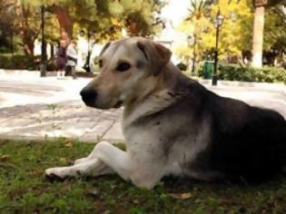 Φωτογραφία για Αδέσποτος σκύλος βοήθησε στην εξάρθρωση κυκλώματος ναρκωτικών