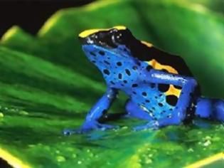 Φωτογραφία για Ο «βάτραχος-βέλος» το πιο δηλητηριώδες ζώο στη Γη