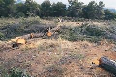 ΥΠΕΚΑ σε ΟΤΑ: Στα «όπλα» για την λαθροϋλοτομία