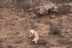 Διέσωσαν σκυλί που είχε πέσει σε γκρεμό