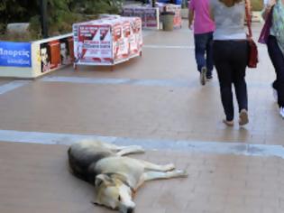 Φωτογραφία για Περισσότεροι οι «αιώνιοι φοιτητές» στα ΑΕΙ και ΤΕΙ