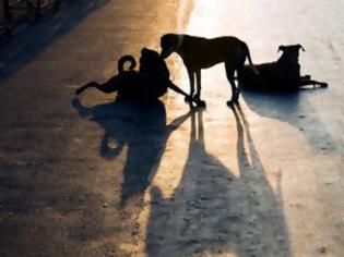 Φωτογραφία για Αγρίνιο: Τέσσερις γυναίκες στο νοσοκομείο από επιθέσεις σκύλων!