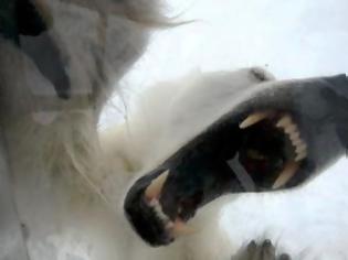 Φωτογραφία για Πολική αρκούδα προσπαθεί να κατασπαράξει έντρομο κάμεραμαν! [video]