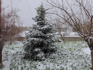 Φωτογραφία για Χιονόπτωση στους Ανδρονιάνους Κύμης στην Εύβοια