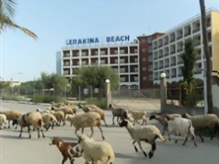 Φωτογραφία για Τα πρόβατα στη Χαλκιδική βόσκουν σε... ξενοδοχεία 4 αστέρων!
