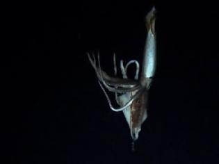 Φωτογραφία για Γιγάντιο καλαμάρι... σε βάθος 900 μέτρων! [video]