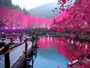Φωτογραφία για Η εκπληκτική λίμνη με τις κερασιές!