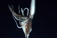 Το γιγάντιο καλαμάρι του Ειρηνικού για πρώτη φορά στην κάμερα