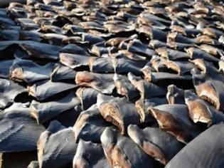 Φωτογραφία για Χιλιάδες πτερύγια καρχαρία αποξηραίνονται σε ταράτσες του Χονγκ Κονγκ! [video]