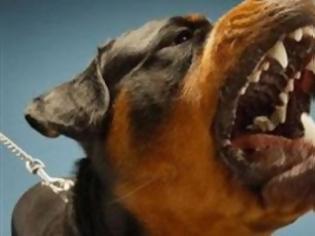 Φωτογραφία για Αγρίνιο: Ανακοίνωση της Φιλοζωϊκής για τις επιθέσεις σκύλων σε 4 άτομα