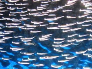 Φωτογραφία για Πως αποφεύγουν τη σύγκρουση τα ψάρια που κινούνται σε κοπάδι