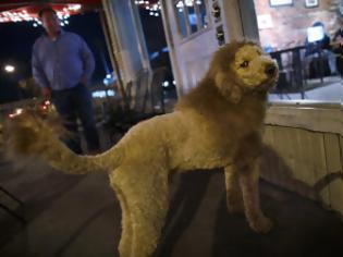 Φωτογραφία για Τον πανικό έσπειρε ο τρίχρονος Τσάρλι, ο σκύλος που μοιάζει με λιοντάρι κινητοποιώντας την αστυνομία [photo+video]