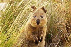 Quokka: Το πιο… ευτυχισμένο ζώο στον πλανήτη!