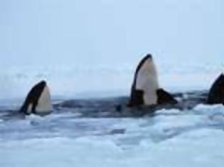 Φωτογραφία για Απελευθερώθηκε από τους πάγους κοπάδι φαλαινών στον Καναδά,