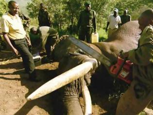 Φωτογραφία για Λαθροκυνηγοί ξεκλήρισαν οικογένεια 11 ελεφάντων στην Κένυα